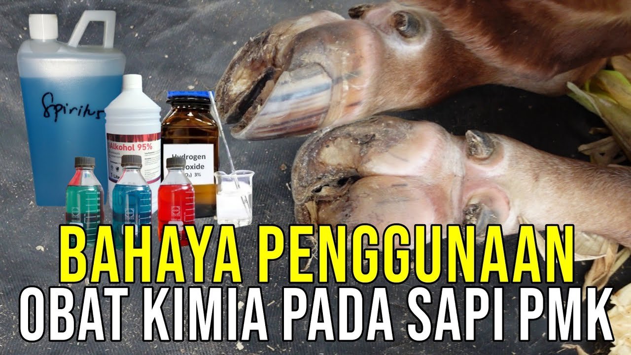 
                                 Bahaya-Obat-PMK-Kimia